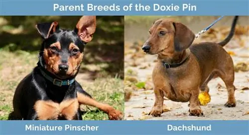 พ่อแม่พันธุ์ของ Doxie Pin