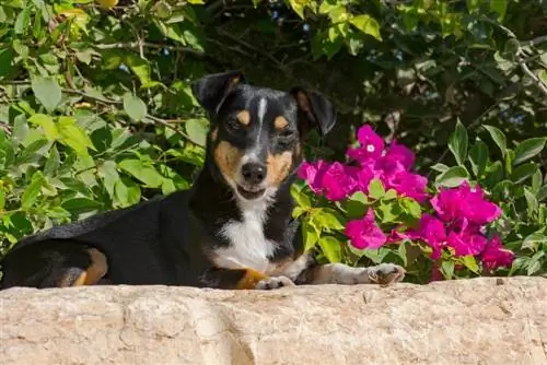 Doxie Pin (Pinscher Miniature & Dachshund Mix): Maelezo, Picha, Sifa & Ukweli