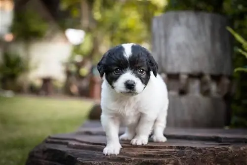 Bossi-Poo (Boston Terrier & Poodle Mix): ინფორმაცია, სურათები, მახასიათებლები & ფაქტები