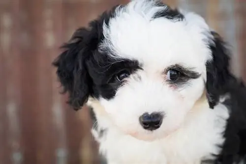 Gos de raça mixta Poodle Japanese Chin Poochin