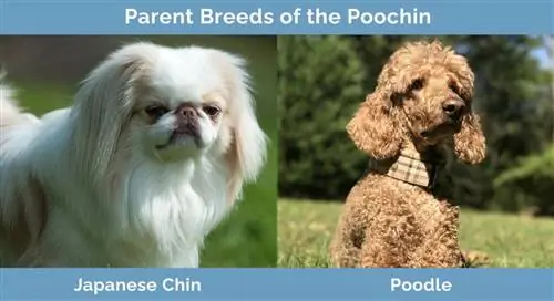 Races parentales du Poochin