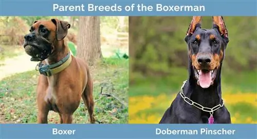 Elternrassen des Boxermanns