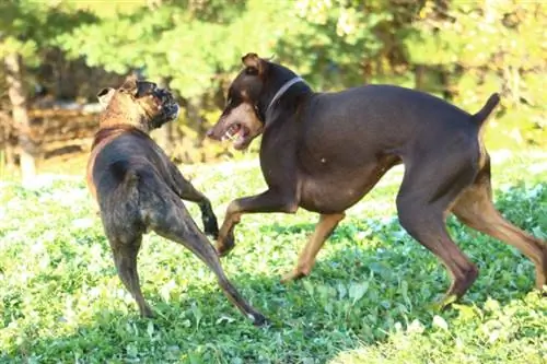 Boksieri dhe Dobermann Pinscher