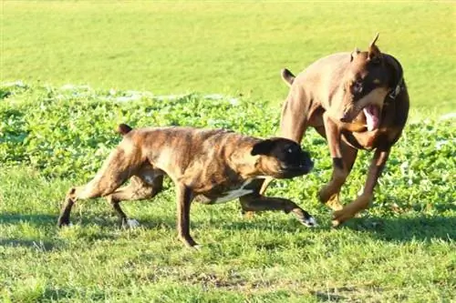 Boxer thiab Dobermann Pinscher