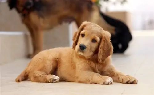 cadell golden cocker retriever