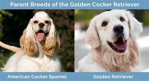 Golden Cocker Spaniel'in Ebeveyn Irkları