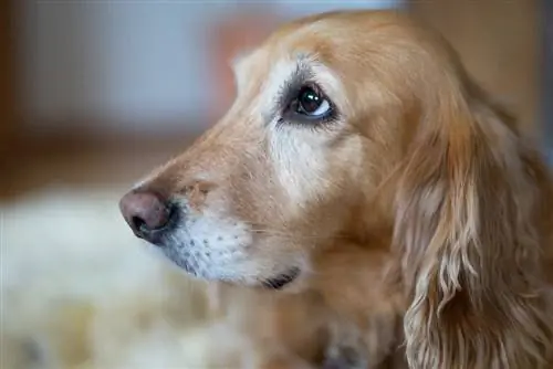 Cocker doré gros plan