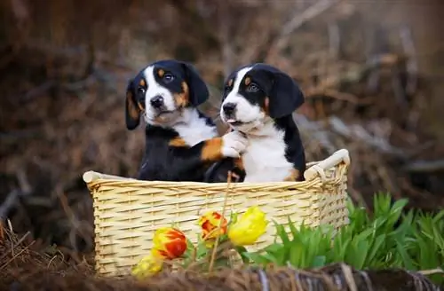 puppies adorable appenzeller