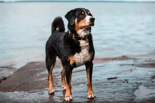 anjing gunung appenzeller di danau