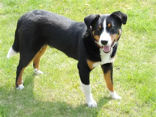 anjing gunung appenzeller berdiri di rumput