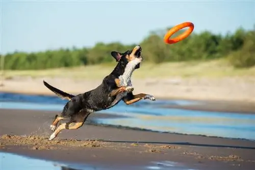 appenzeller bawi się zabawką na plaży