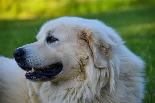 Anatolia Pyrenees (Anatolia Shepherd & Great Pyrenees Mix): Maklumat, Gambar, Ciri & Fakta