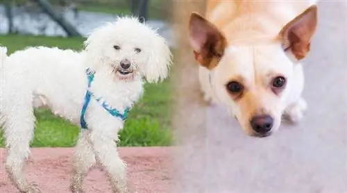 Foodle (Laruang Poodle & Laruang Fox Terrier): Impormasyon, Mga Larawan, Mga Katangian & Mga Katotohanan