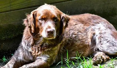 Pyrador (Labrador & Great Pyrenees Mix): তথ্য, ছবি, বৈশিষ্ট্য & ঘটনা