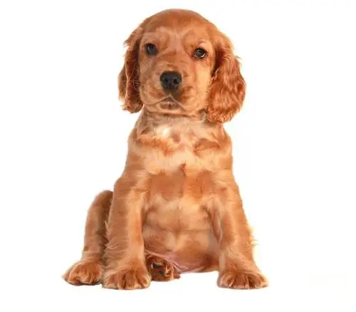 Англи тоглоомын cockerspaniel гөлөг