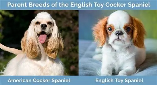 Mga Magulang na Lahi ng English Toy Cocker Spaniel