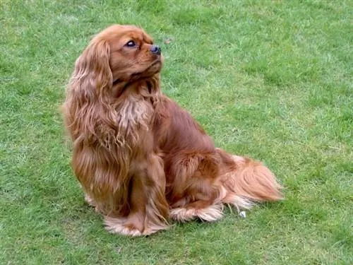 engelsk leketøy cockerspaniel