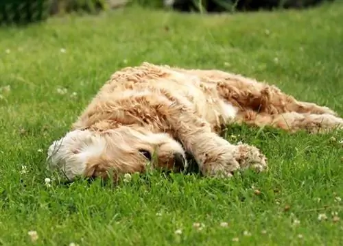 engelsk leketøy cockerspaniel