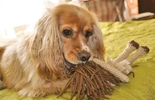 Engelse speelgoed-haan-spaniël (Engels/Amerikaanse Cocker-spaniël & Engelse speelgoed-spaniel-mengsel): inligting, prente, kenmerke & Feite