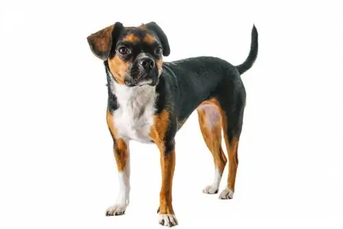 Boglen Terrier (Beagle & Boston Terrier Mix): Infos, Photos, Caractéristiques & Faits