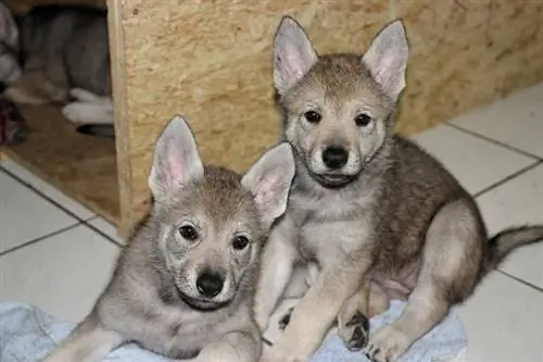 Anak anjing Wolfdog Cekoslowakia