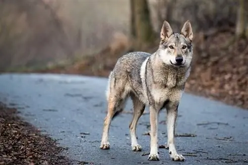 Czechoslovakian na Wolfdog