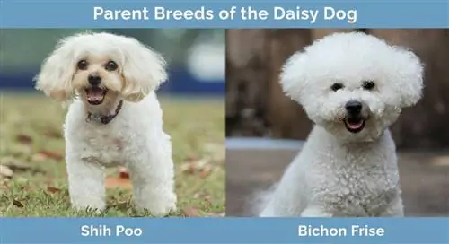 Mga Magulang na Lahi ng Daisy Dog