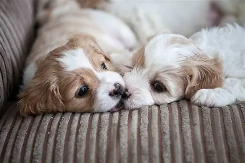 Dos cachorros de cavachón