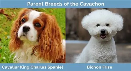 Razas progenitoras del Cavachon