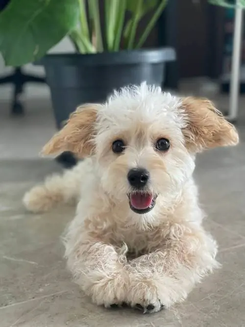 cavachon puppy indoor