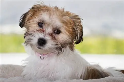 Cavachon (Bichon Frise & Cavalier King Charles Mix): informació, imatges, característiques & fets