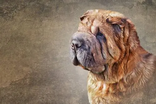 Chow Pei (Chow Chow & Shar Pei Mix): Info, Foto, Karakteristika & Fakte