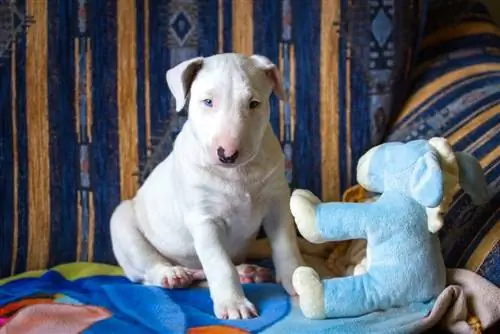 Un cucciolo di bull terrier inglese