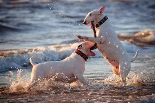 bull terrier anglezë