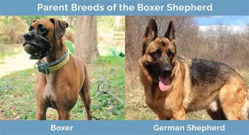 Boxer Shepherds föräldraraser