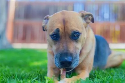 Boxer Shepherd