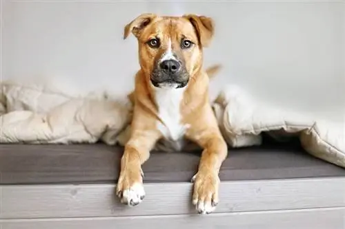 Boxer Shepherd (Schäfer & Boxer Mix): Info, bilder, egenskaper & Fakta