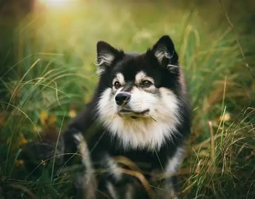 Fiński Lapphund focus