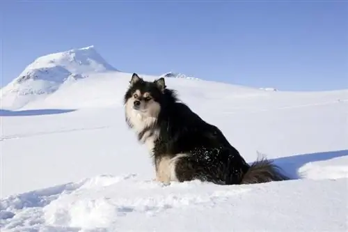 الفنلندية Lapphund_Scandphoto_shutterstock