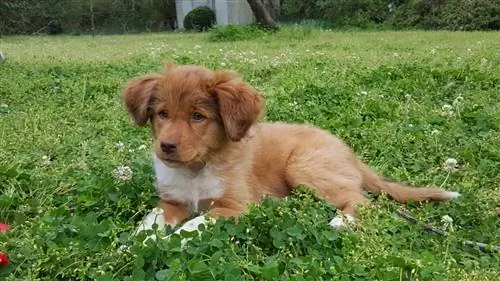 Cucciolo di Border Collie Cocker