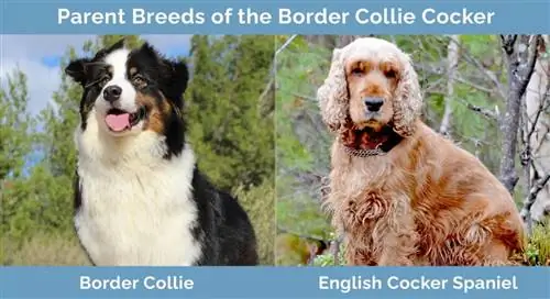 Roditeljske pasmine Border Collie Cockera