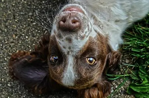 mix di spaniel bordo marrone e bianco