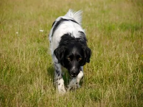 border collie cocker spaniel