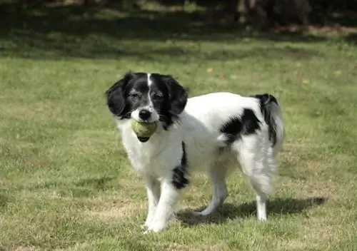 Border kolie Cocker (Border kolie & anglický kokršpaněl Mix): Informace, obrázky, vlastnosti & Fakta