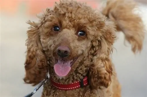 Maelezo ya Bolonoodle (Mchanganyiko wa Bolognese na Poodle),