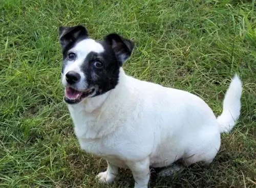 cachorro de gato de frontera