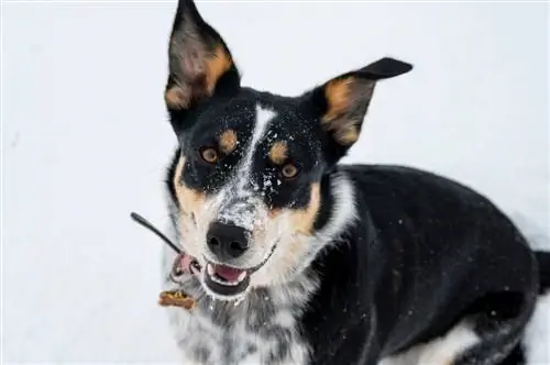 Border Jack (Border Collie & Jack Russell Terrier Mix): Məlumat, Şəkillər, Xüsusiyyətlər & Faktlar