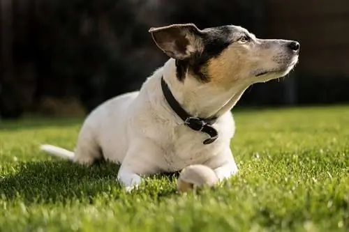 Bo-Jack Dog (Boston Terrier & Jack Russell Mix): ข้อมูล รูปภาพ ลักษณะ & ข้อเท็จจริง