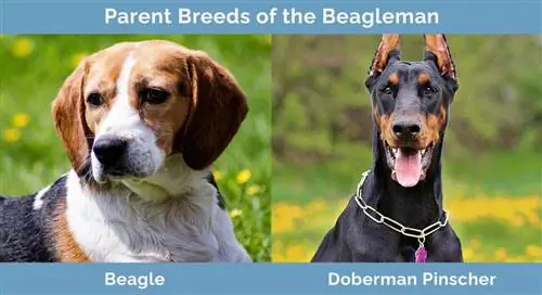 Races parentales du Beagleman