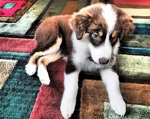 Aussie-Husky-Welpe